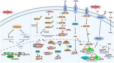 AP2/ERF Transcription Factor Regulatory Networks in Hormone and Abiotic Stress Responses in Arabidopsis